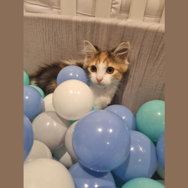 Photo of Trixie