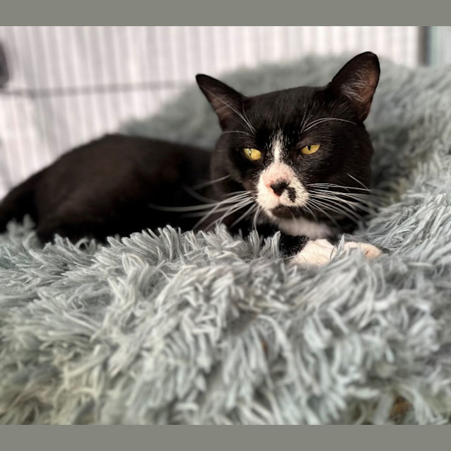Photo of Baya
