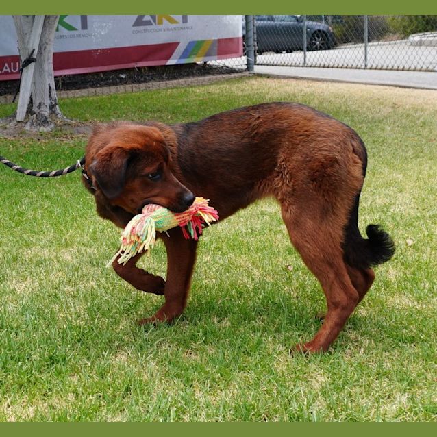 Photo of Frankie