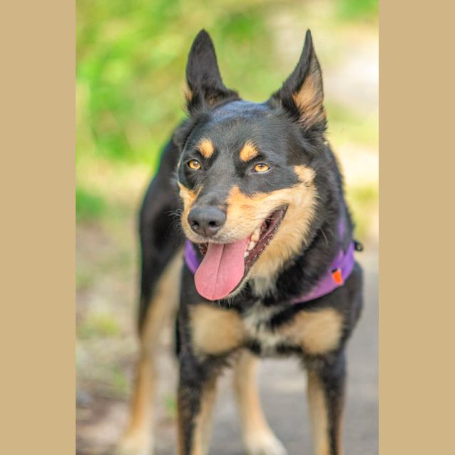 Photo of Chilli