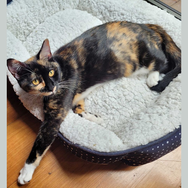 Photo of Cupcake