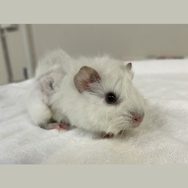 Photo of Tawny