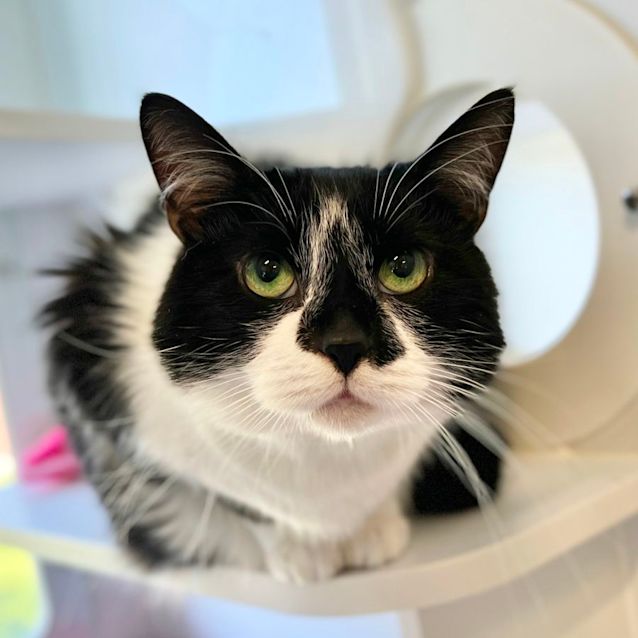 Photo of Scarface Claw