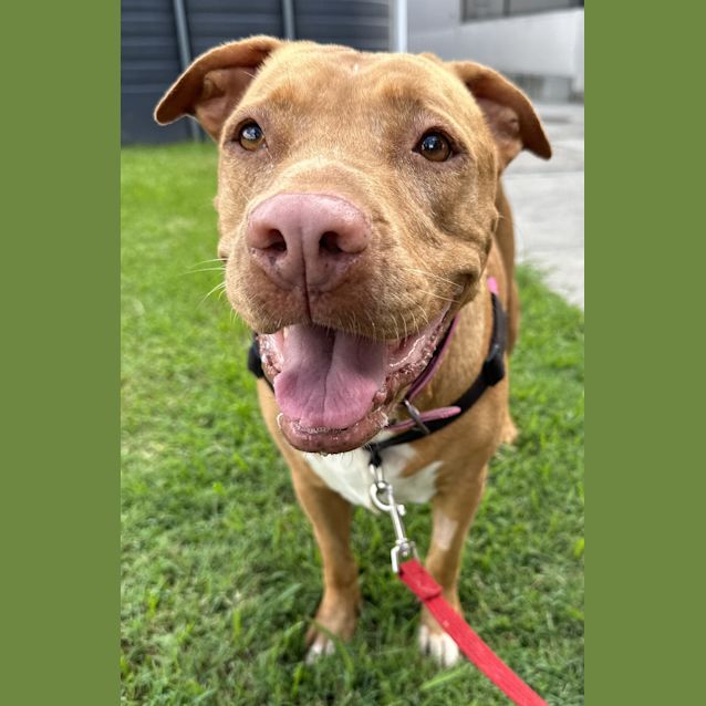 Photo of Shelby