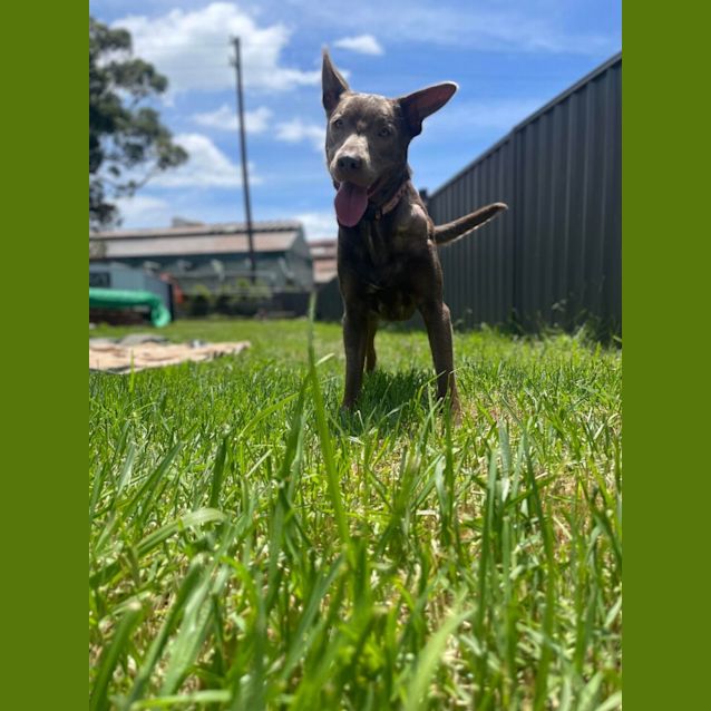 Photo of Ruby   1 Year Old Kelpie X (Trial)