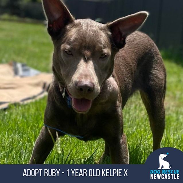 Photo of Ruby   1 Year Old Kelpie X (Trial)