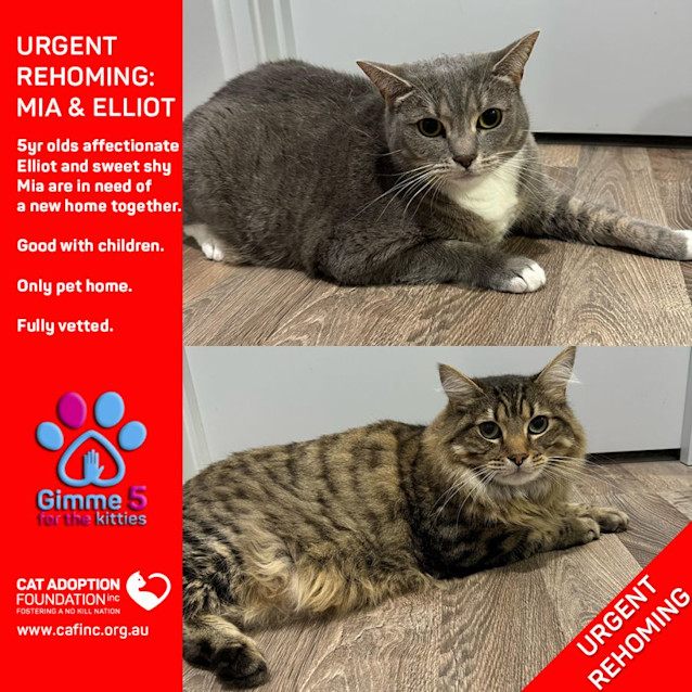 Photo of Mia And Elliot Private Rehoming No Charge!