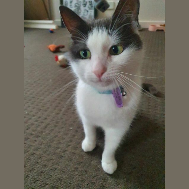 Photo of 🍞 Toast 🍞