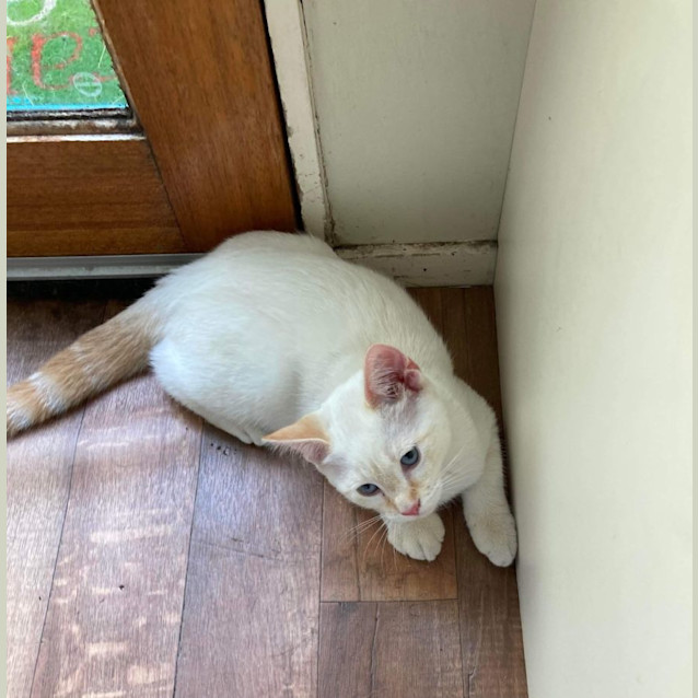 Photo of Miyo & Shima