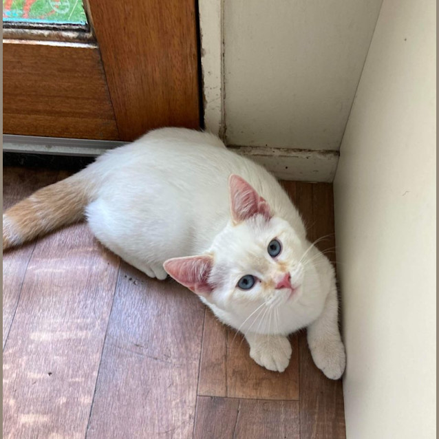 Photo of Miyo & Shima