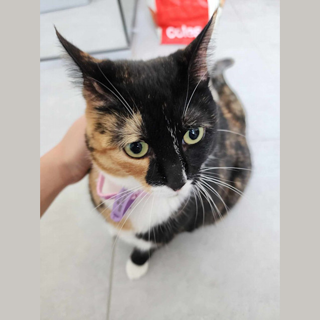 Photo of 🌌 Opal 🌌