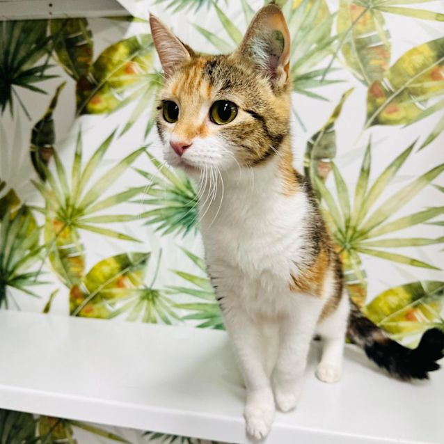 Photo of Turtle   Located In Preston 