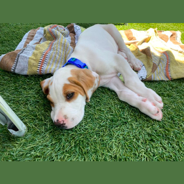Photo of Baxter 