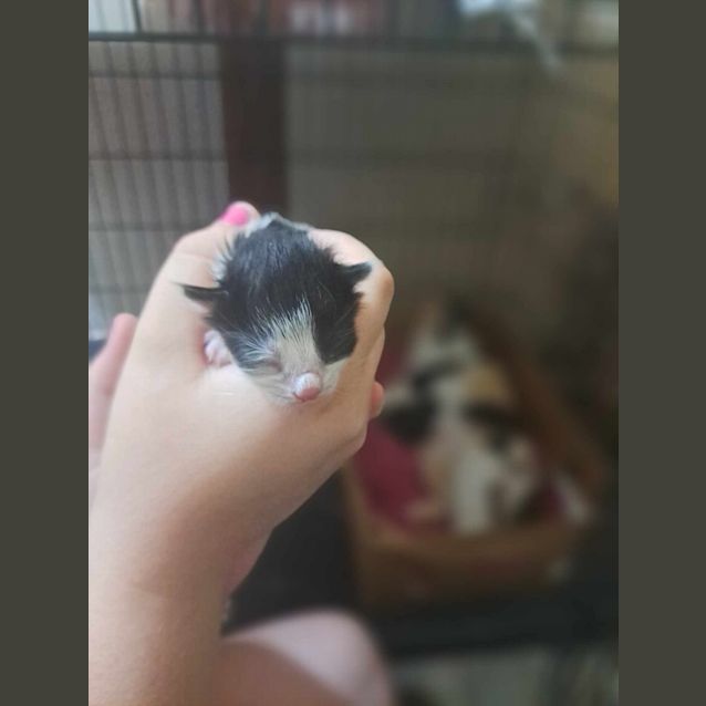 Photo of Phoenix (K4)