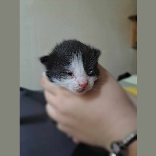 Photo of Phoenix (K4)