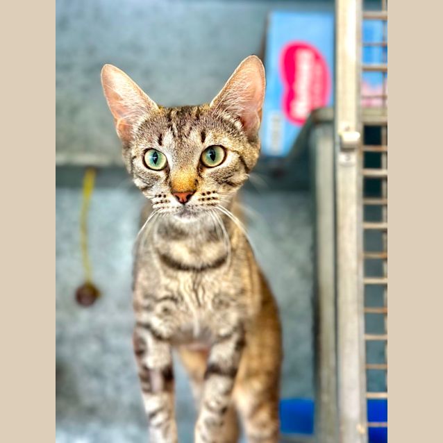 Photo of Amber