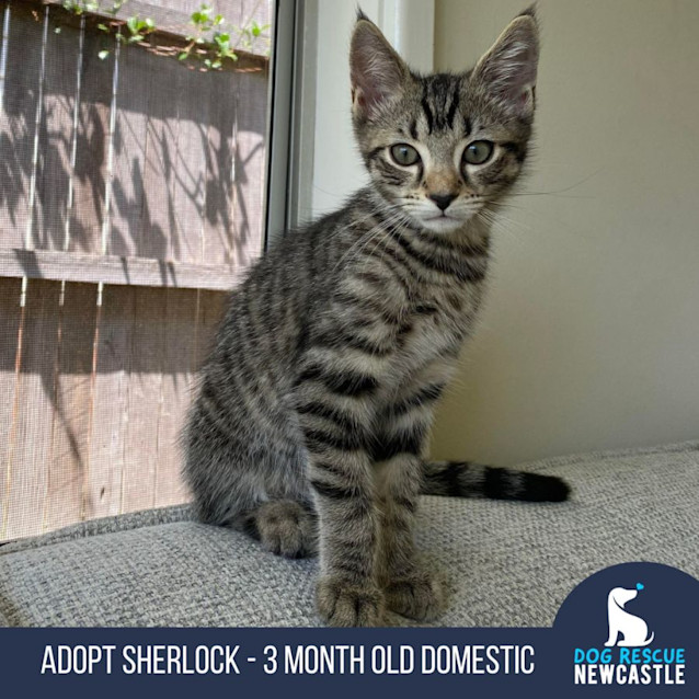 Photo of Sherlock   3 Month Old Domestic