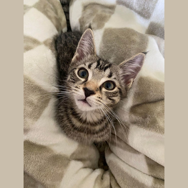 Photo of Sherlock   3 Month Old Domestic
