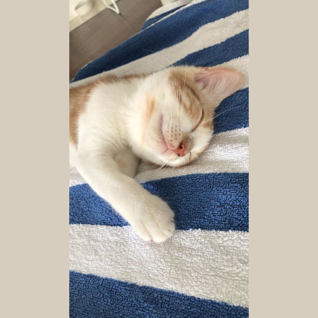 Photo of Ash