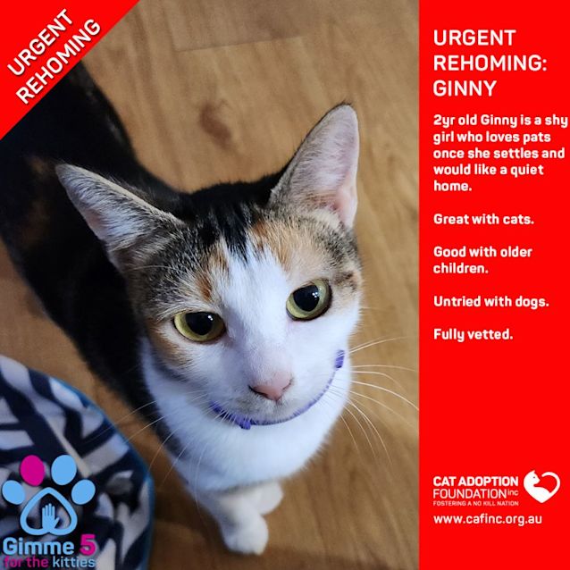 Photo of Ginny Private Rehoming No Charge!