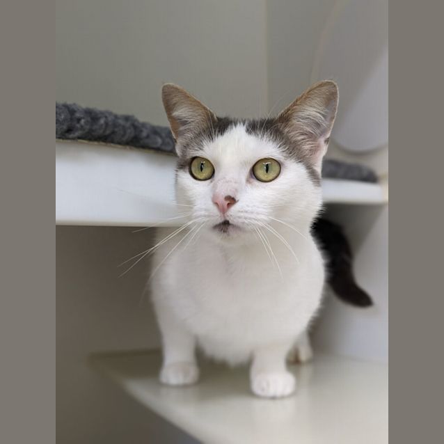 Photo of 🍭 Mowgi F02723 🍭