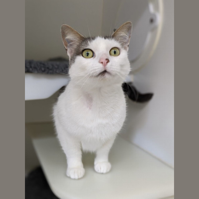 Photo of 🍭 Mowgi F02723 🍭