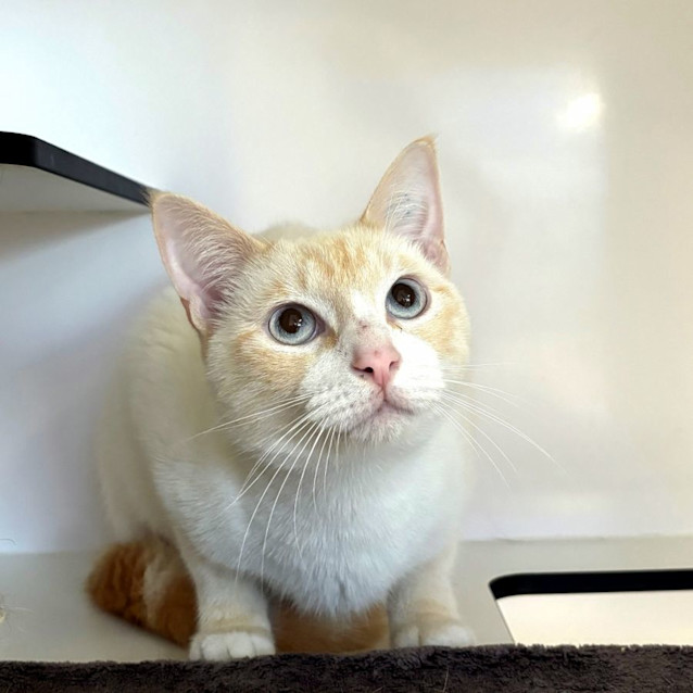 Photo of Moon & Gizmo