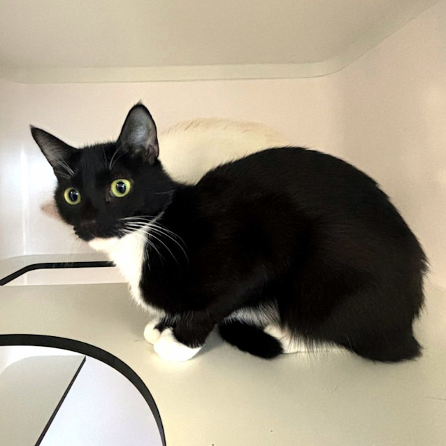 Photo of Moon & Gizmo