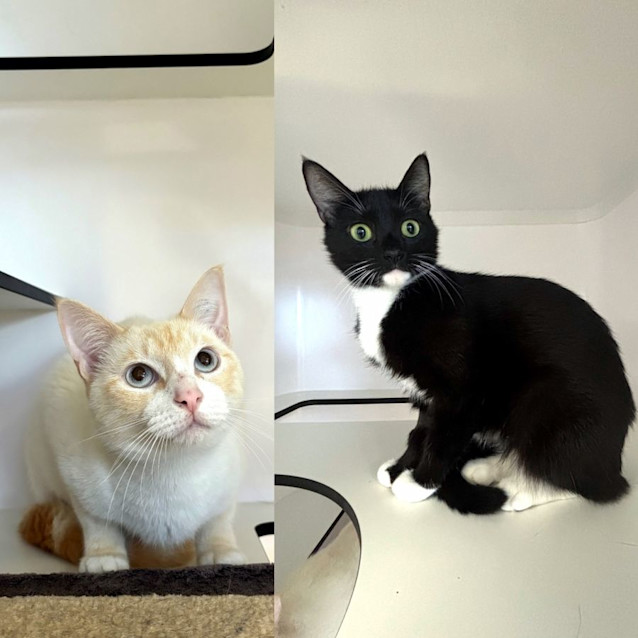 Photo of Moon & Gizmo