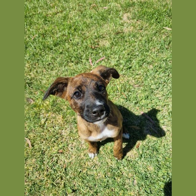 Photo of Indi