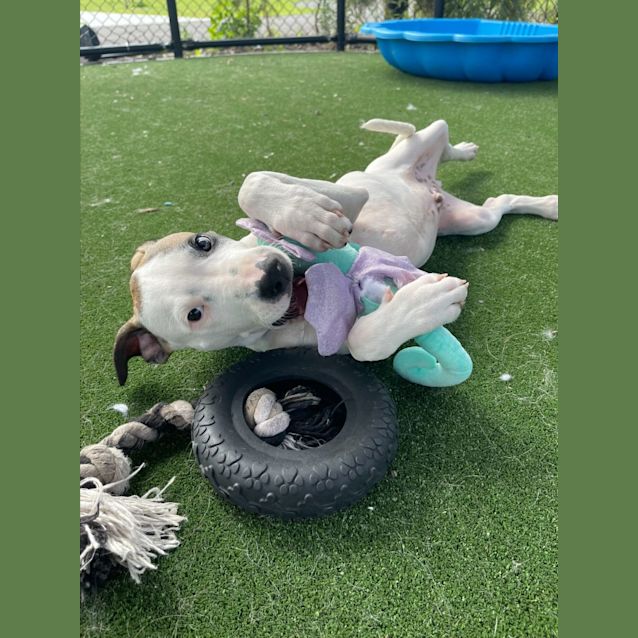 Photo of Cupid Imp 2403