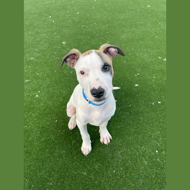 Photo of Cupid Imp 2403