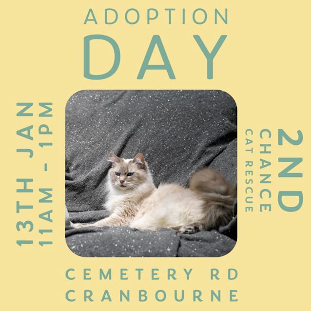Photo of Nessa ** 2nd Chance Cat Rescue**