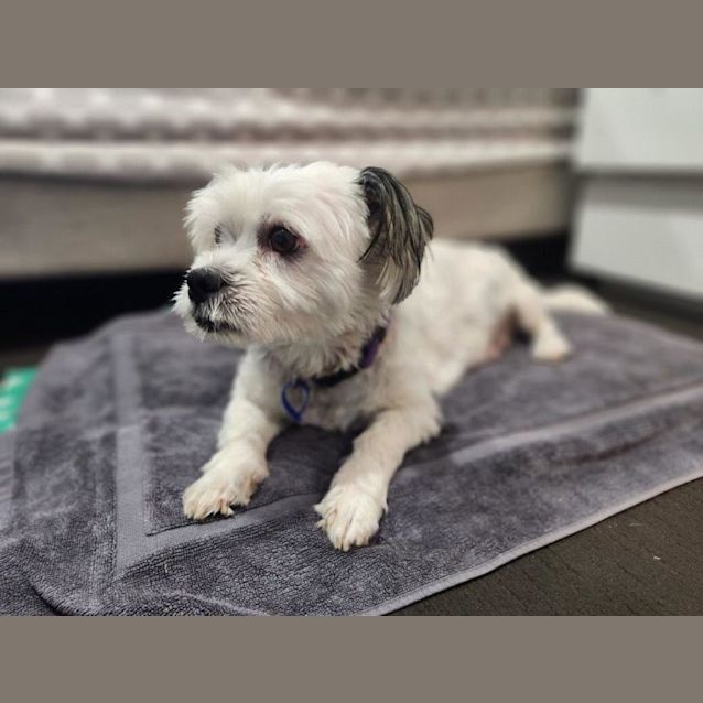 Photo of Flossie   5 Year Old Maltese (Trial)