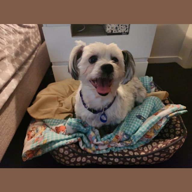 Photo of Flossie   5 Year Old Maltese (Trial)