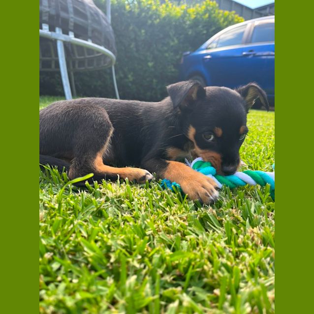 Photo of Theo   8 Week Old Kelpie (Trial)