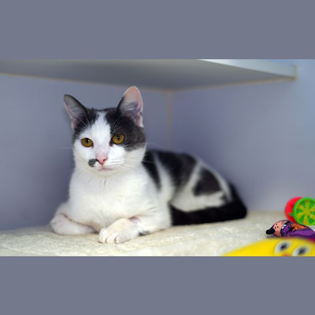 Photo of Oboe