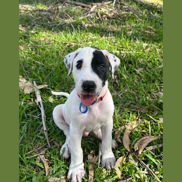 Photo of Cobalt
