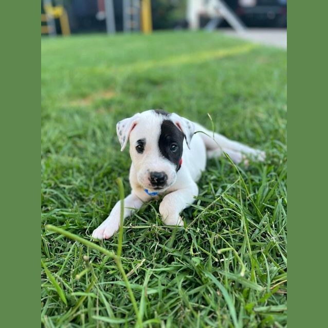 Photo of Cobalt