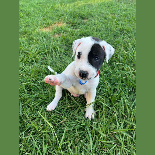Photo of Cobalt
