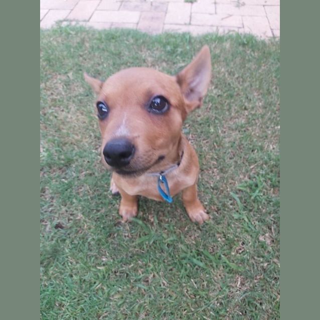 Photo of Cupcake