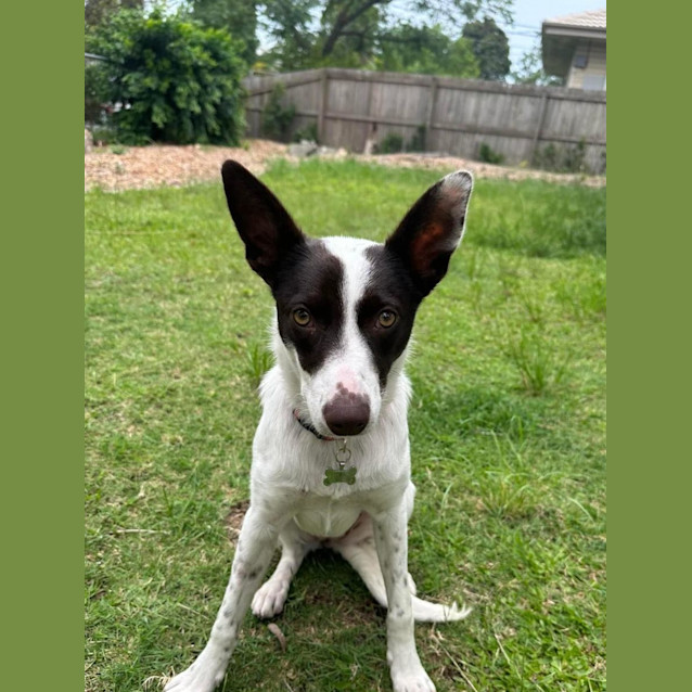 Photo of Destiny *$350 Adoption Fee*