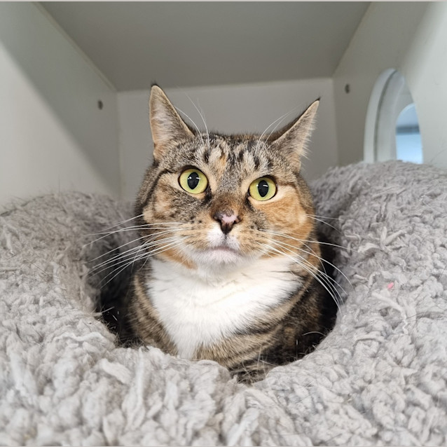 Photo of Angel