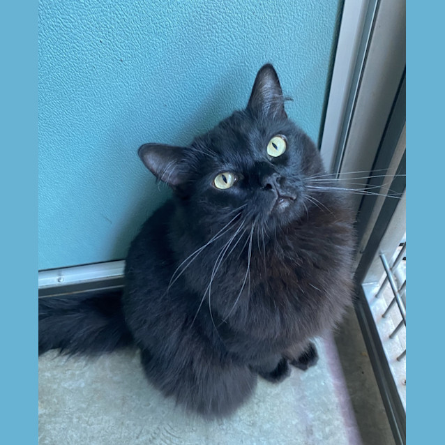 Photo of Billy Bob Cat