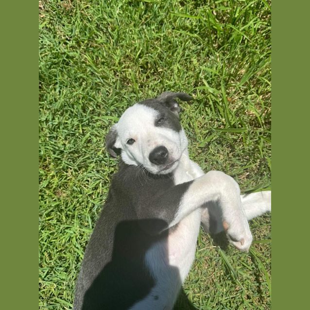 Photo of Pistachio