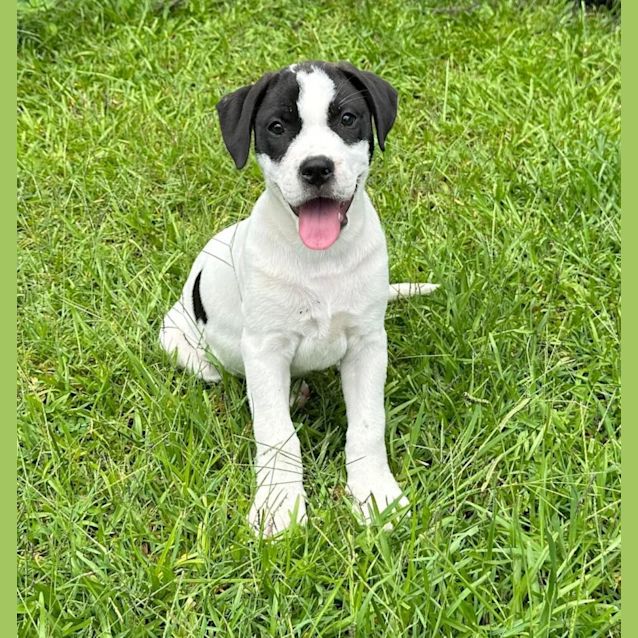 Photo of Silver
