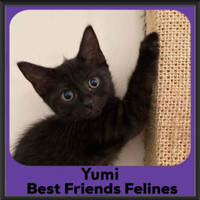 Photo of Yumi
