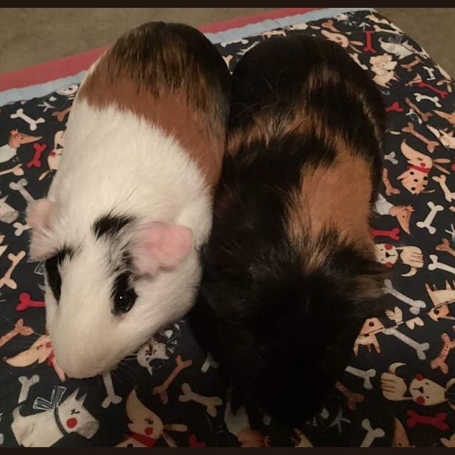 Photo of Tony & Frankie 