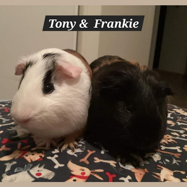 Photo of Tony & Frankie 