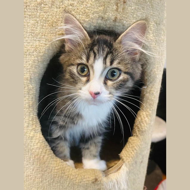 Photo of Natasha   Located In Preston